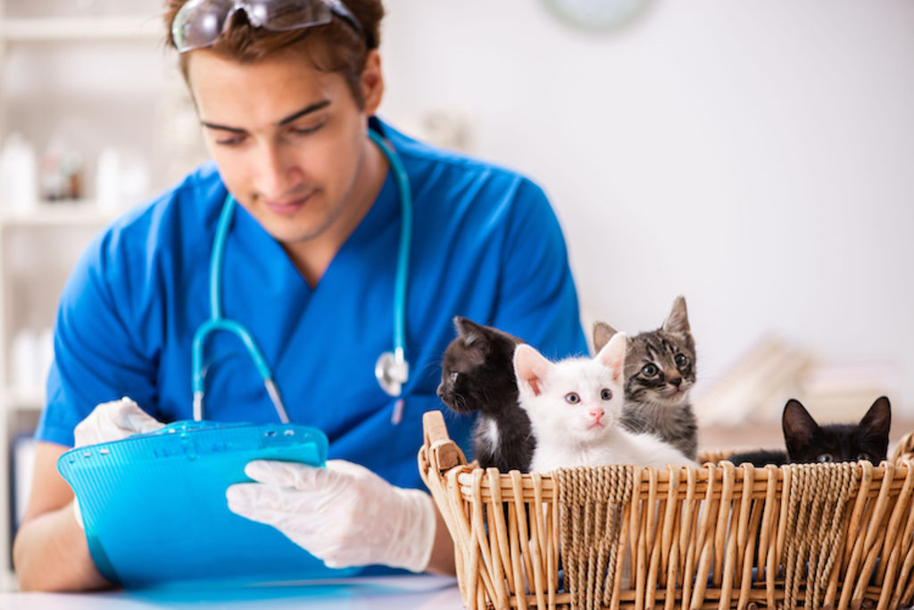 chatons veterinaire