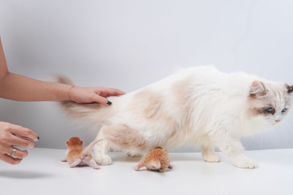 Ragdoll met een nestje kittens