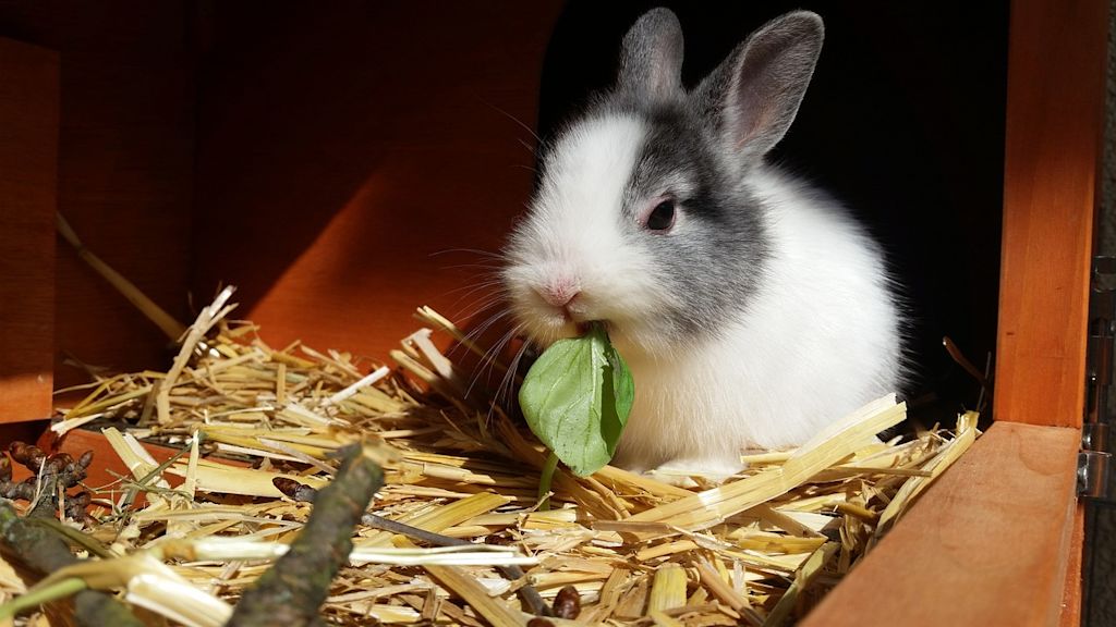 LAPIN3