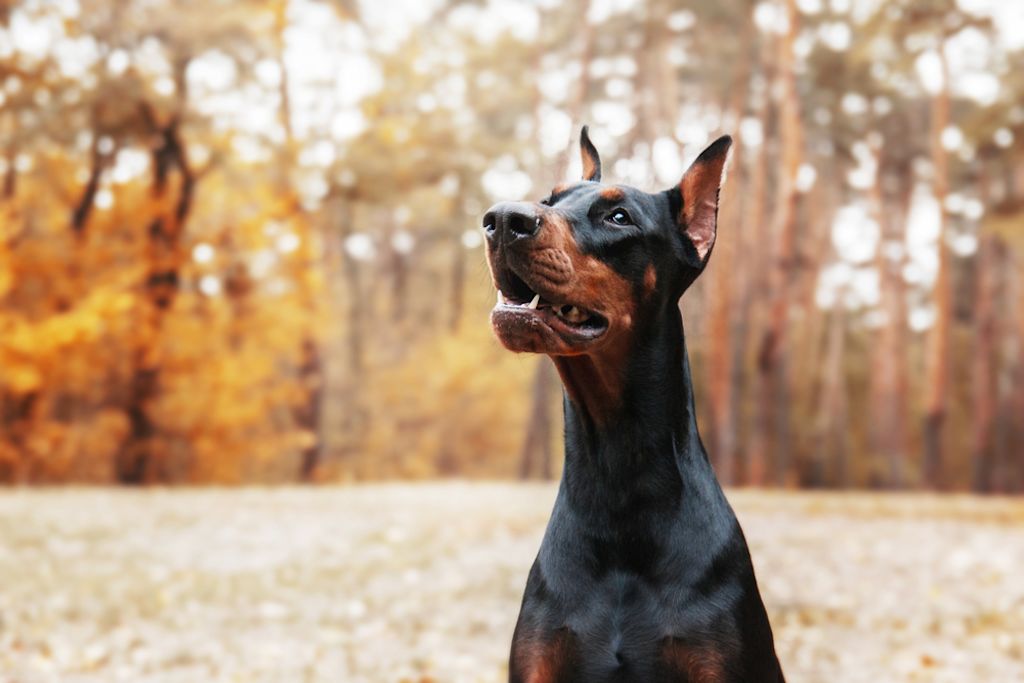 Konsequente Erziehung ist wichtig für Dobermänner