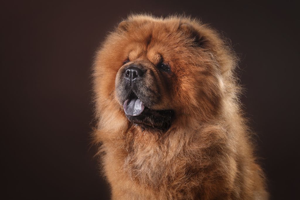chow chow langue bleue