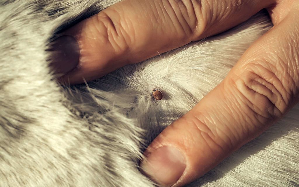 Comment enlever une tique sur votre chat