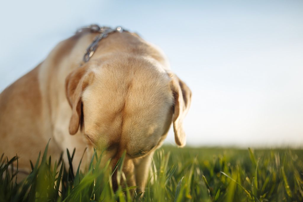 causes chien mange herbe