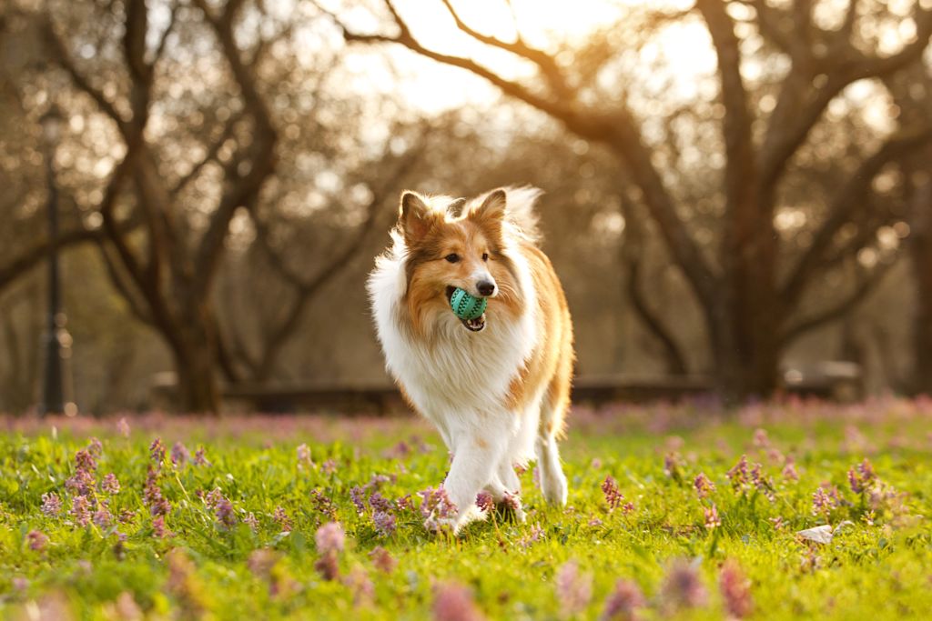 colley chien de famille