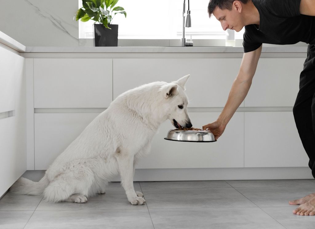 raza de perro blanco suizo comiendo