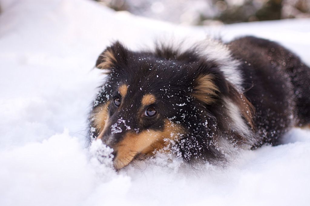 Chien enneigé