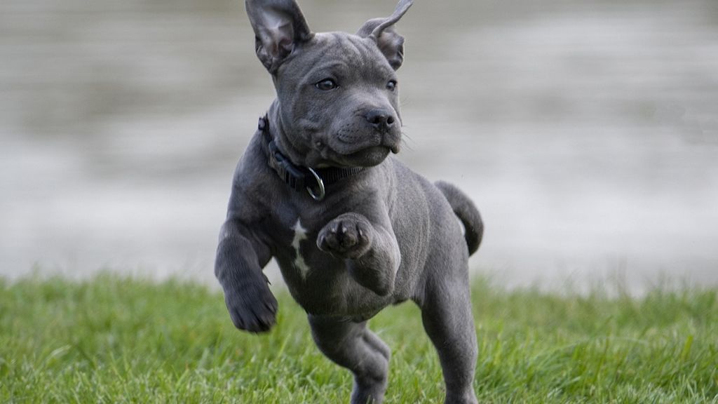 chiot staffie balano posthite