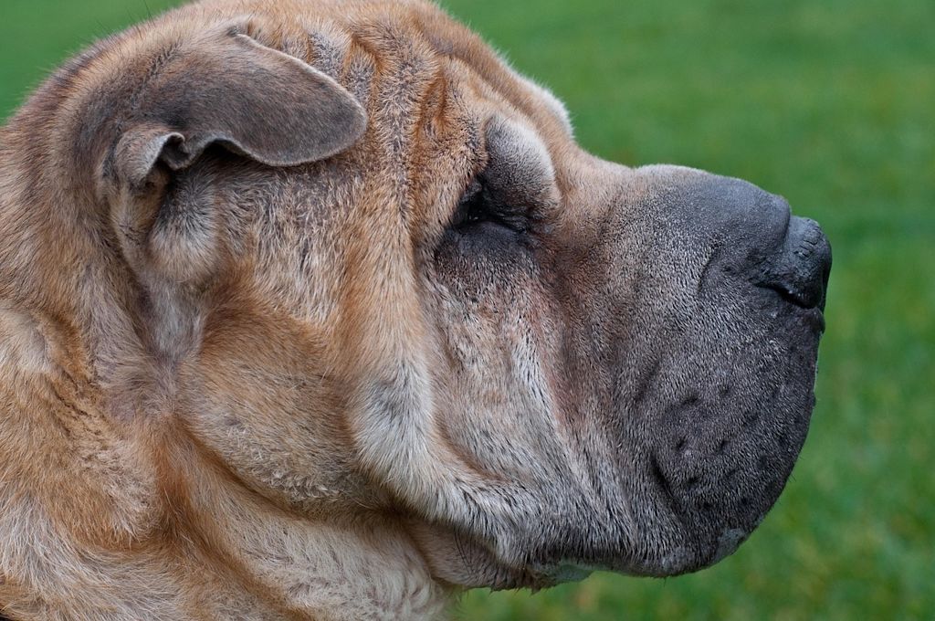 plis sharpei