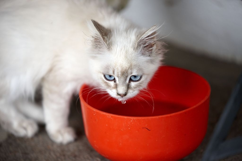 Gatito bebiendo agua