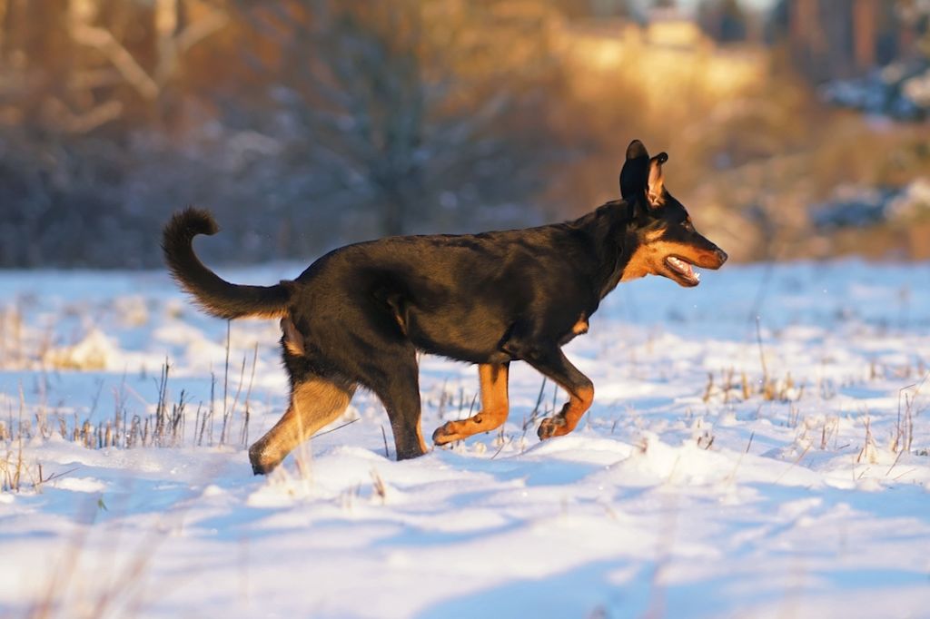 Beauceron tijdens een winterwandeling
