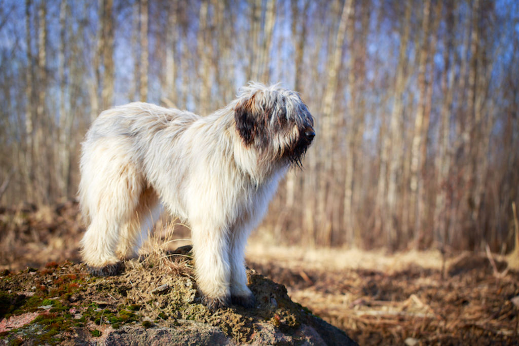 chien briard nature