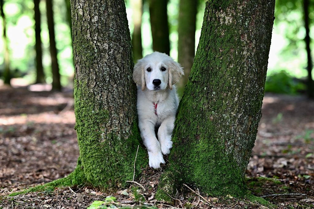 chiot golden retriever foret arbre