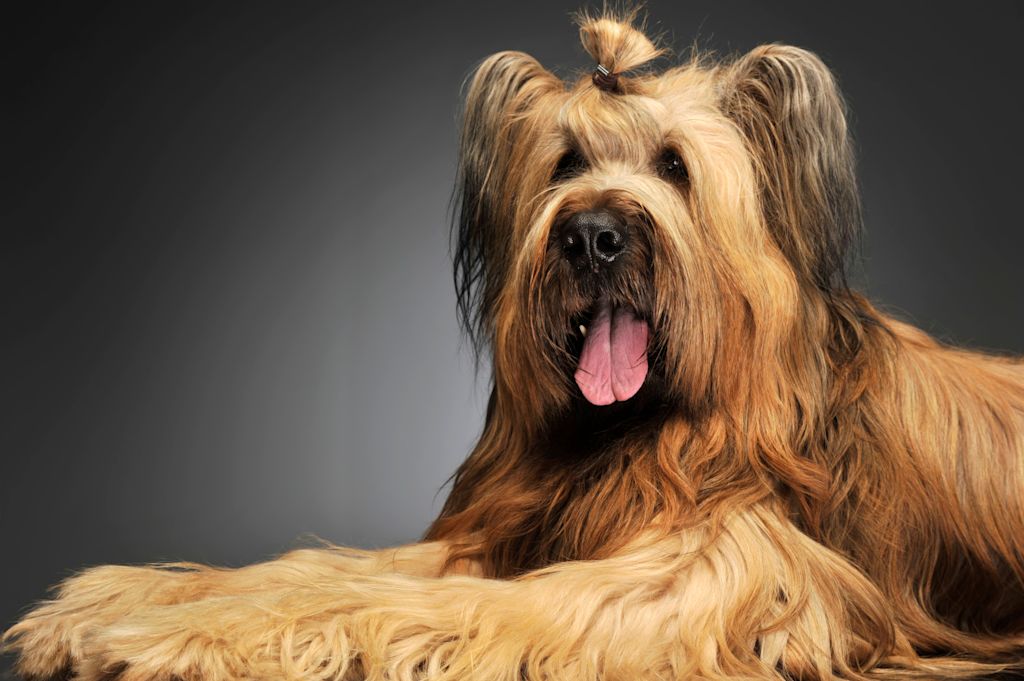 Chien Briard