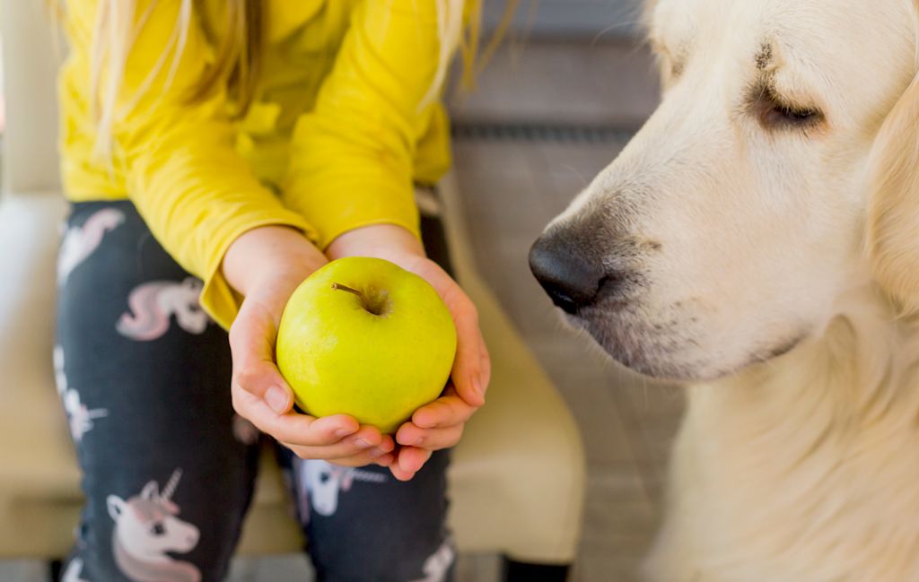 Chien qui aime la pomme