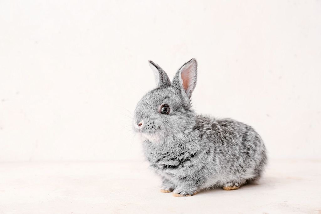 lapin nain gris