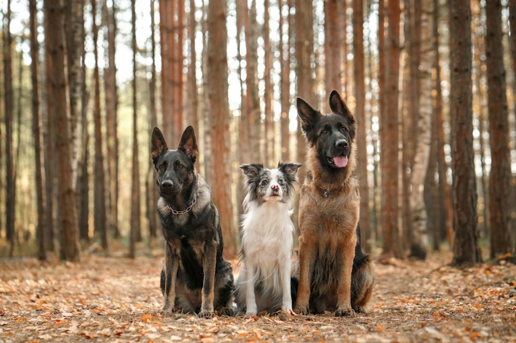 Perros pastores caucásicos