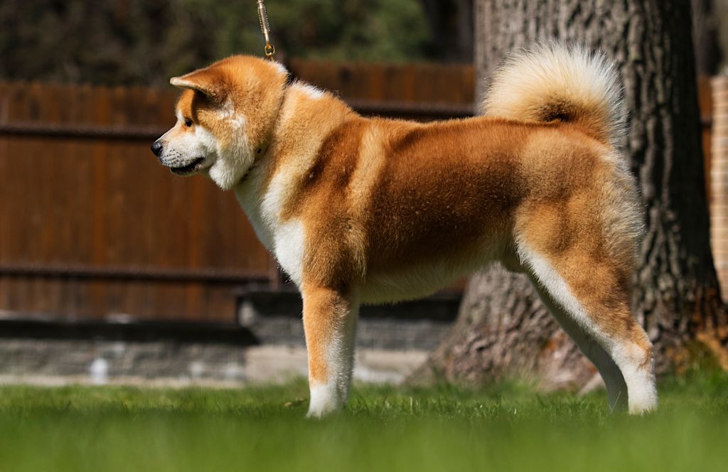 superbe akita inu