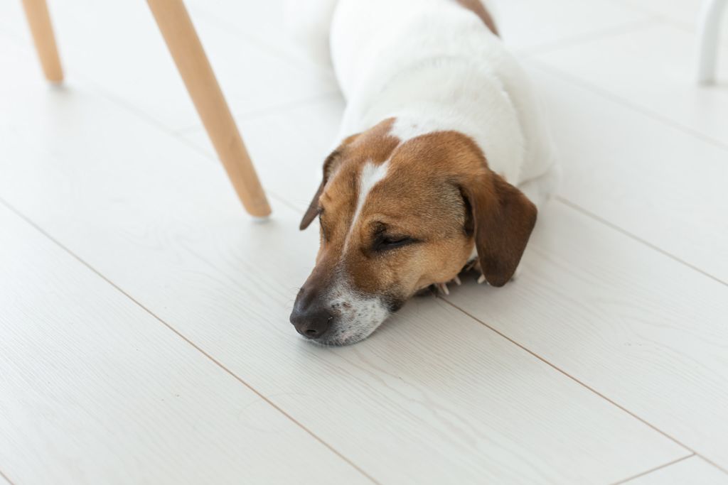 chien jack russell allonge