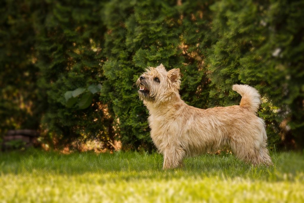 Cairn Terrier puppy zit schattig buiten