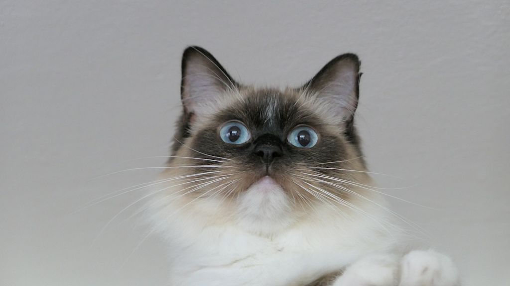 ragdoll
