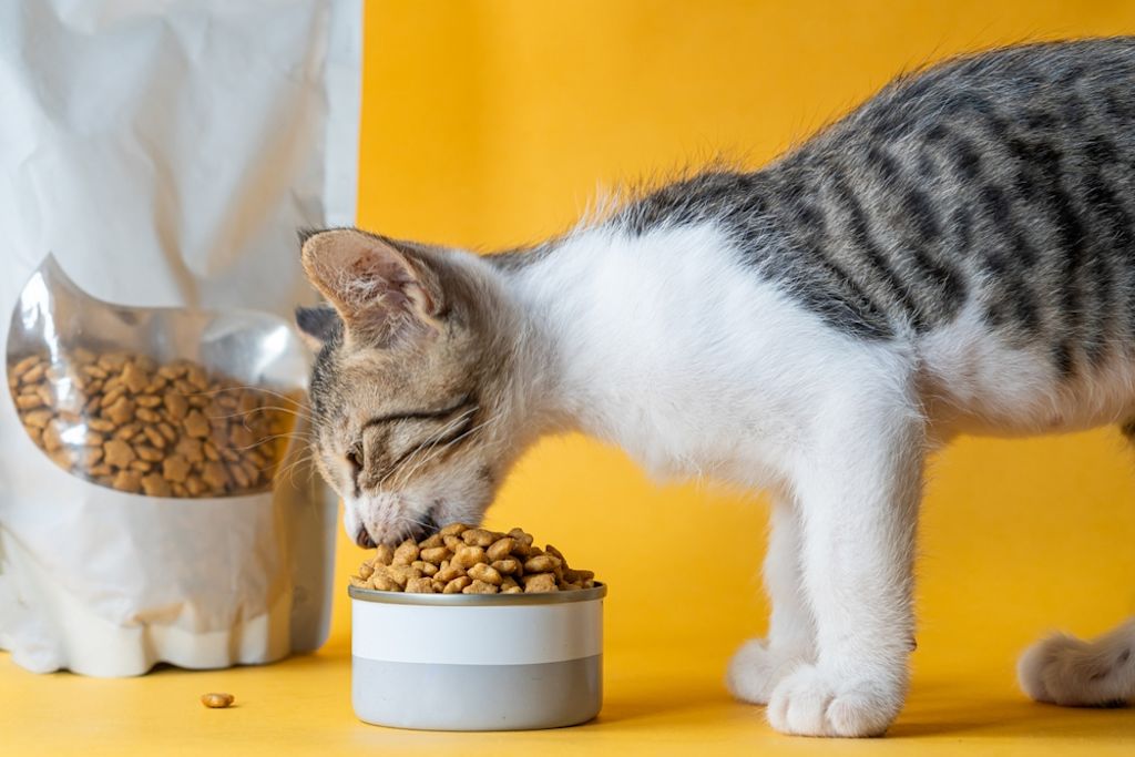 cuánto come al dia un gato de 6 meses esterilizado