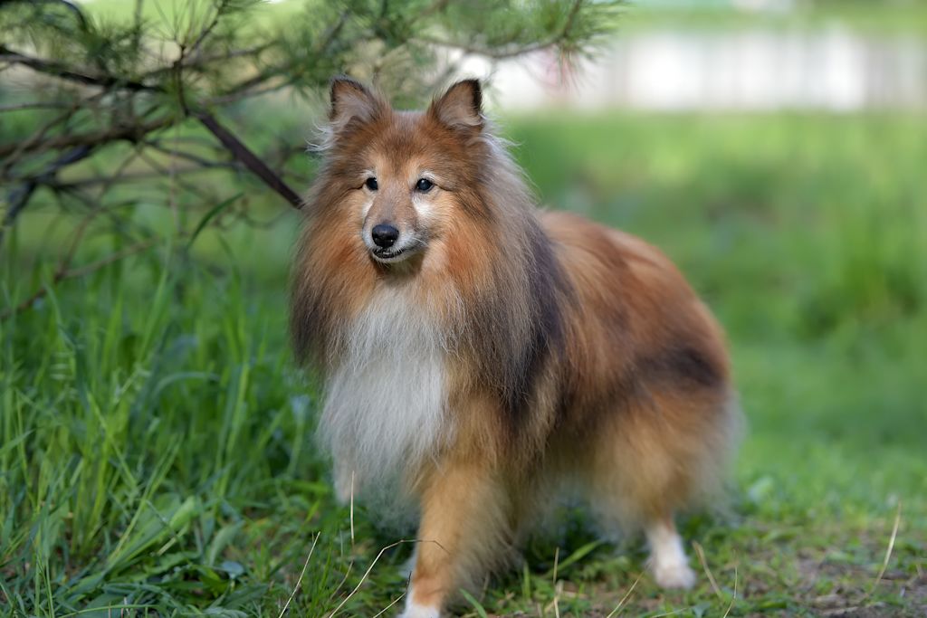 berger shetland intelligent