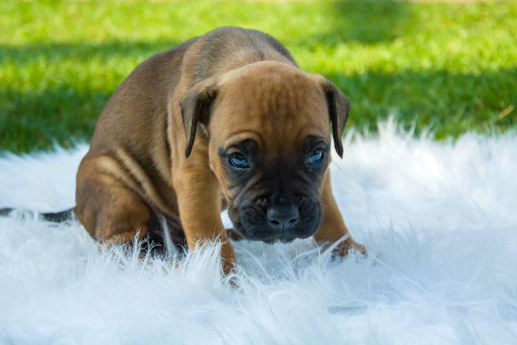 chiot boxer