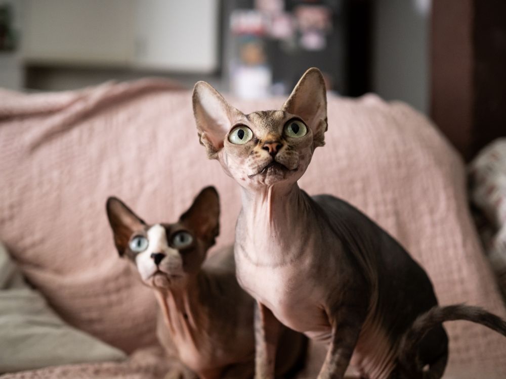 Dos gatos sin pelo