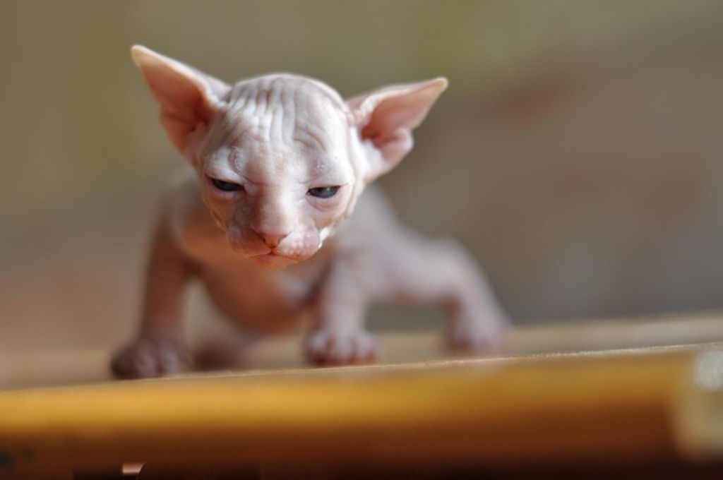 sphynx