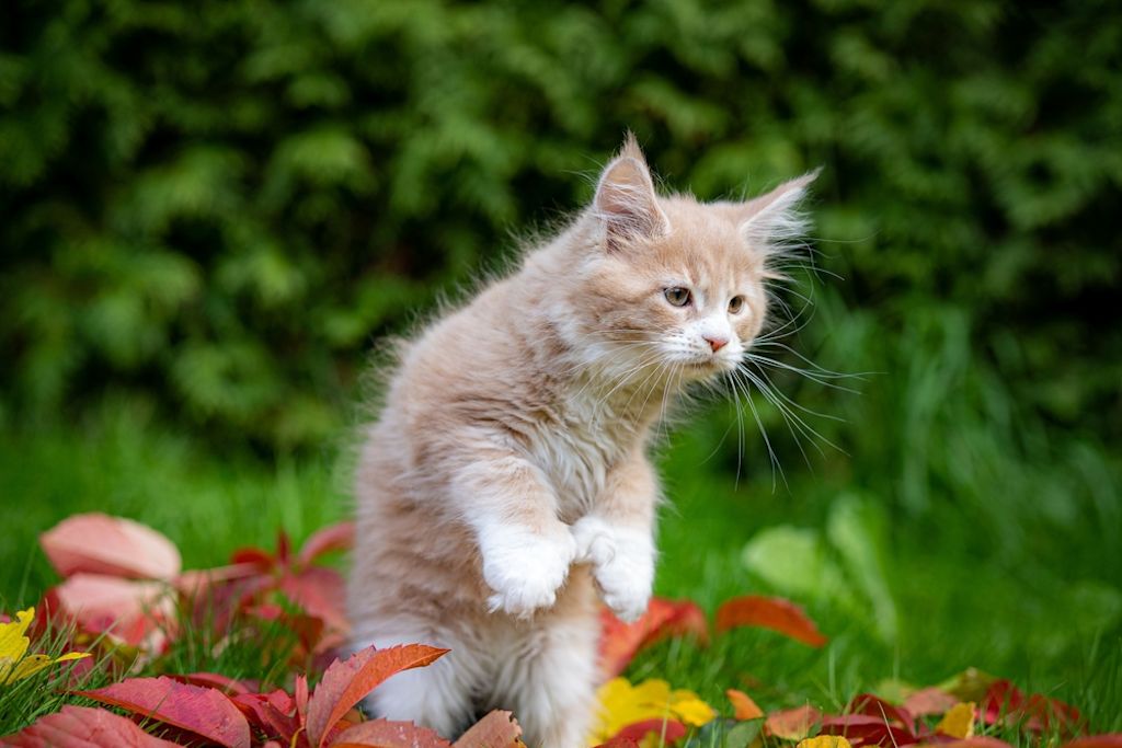 cucciolo maine coon foglie