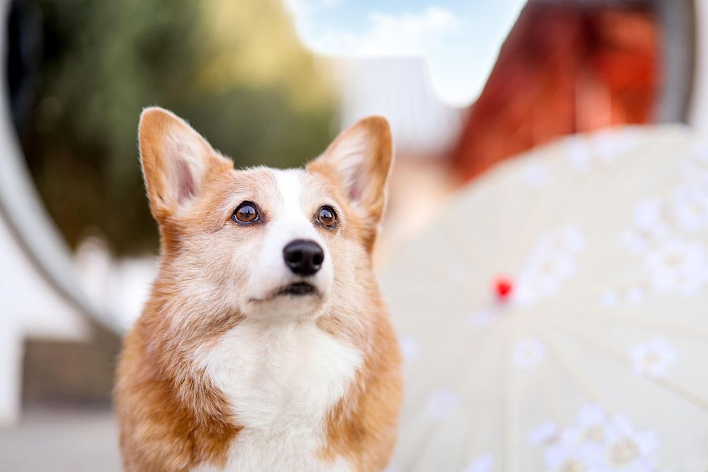 chien corgi