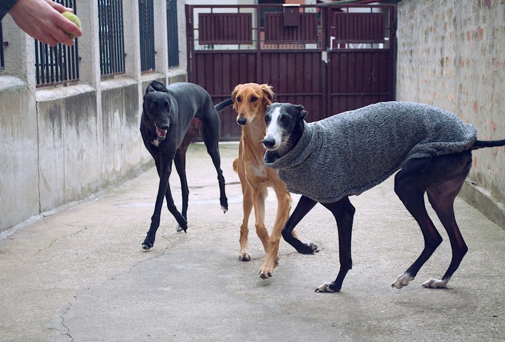 3 galgos