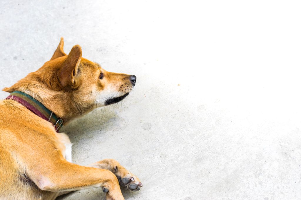 chien malade meningite