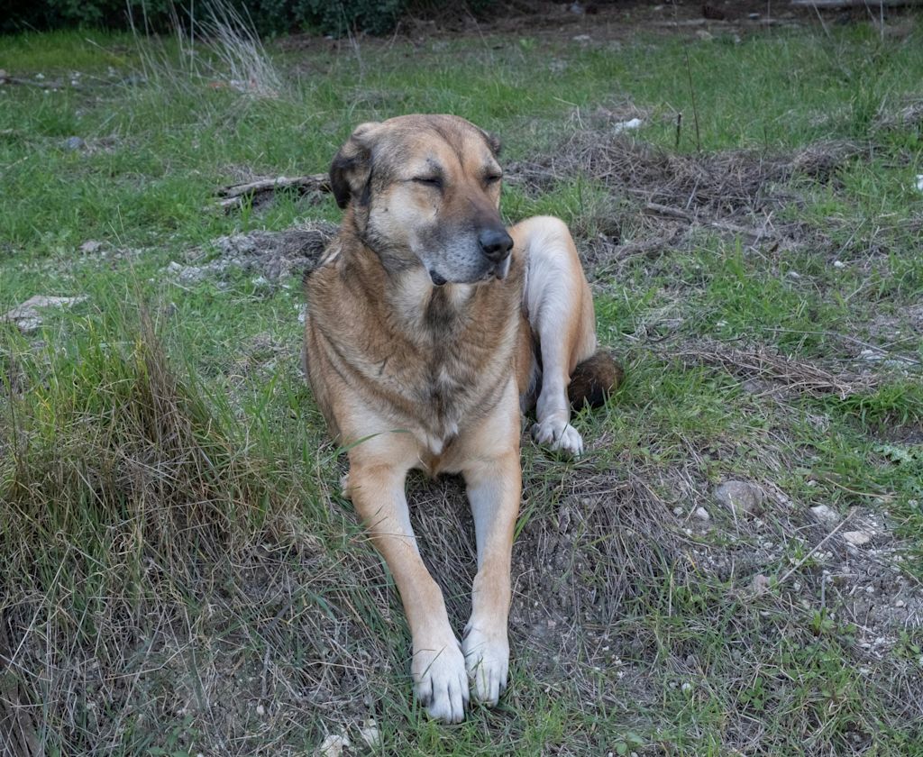 Berger d'Anatolie au repos
