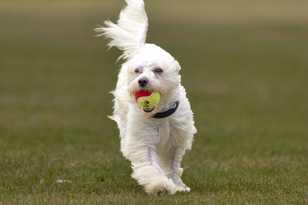 Coton de Tuléar ligt op het kleed