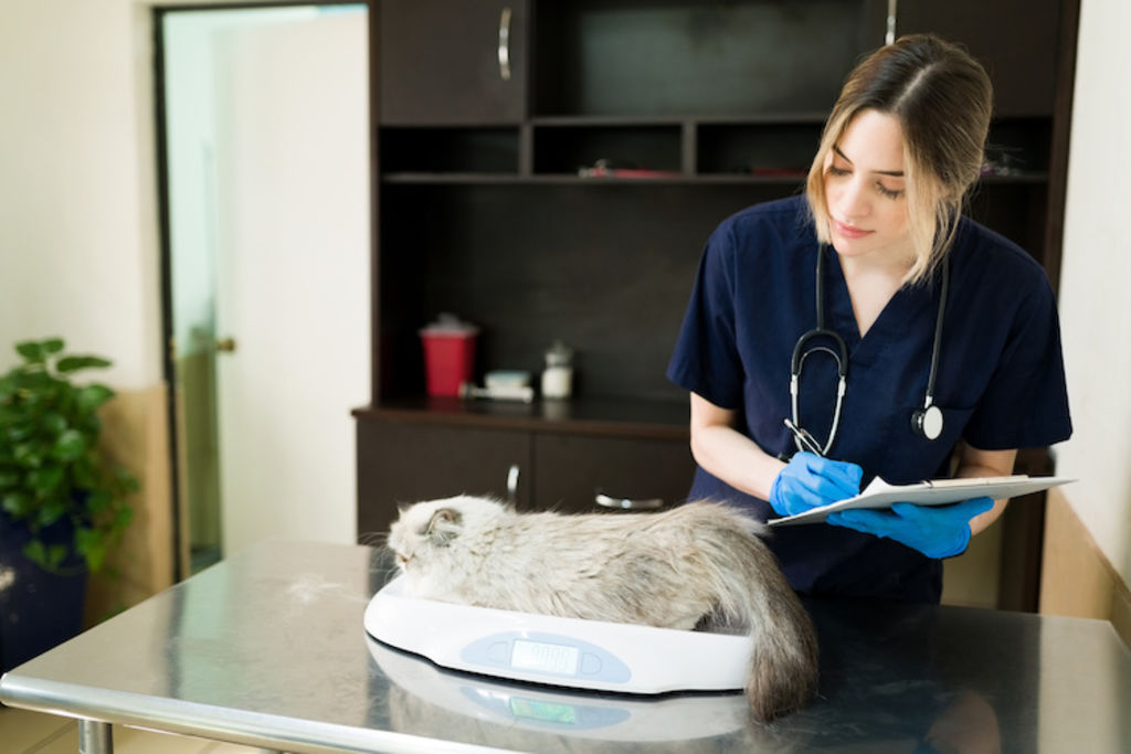 controle du poids du chat