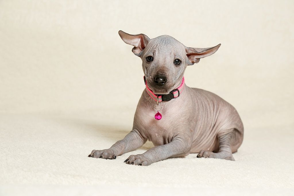 Cachorro Xoloitzcuintle