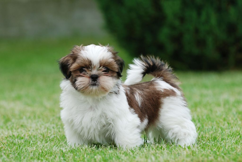 shih tzu