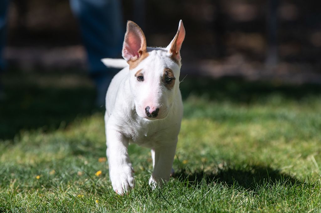 chiot bull terrier