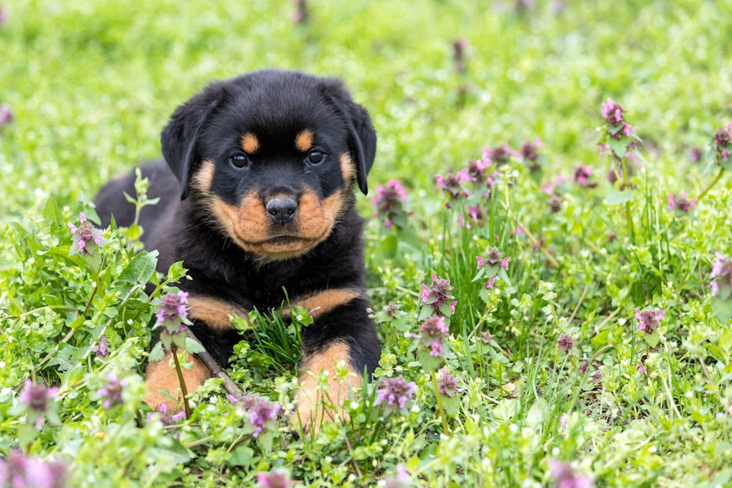 chiot rottweiler