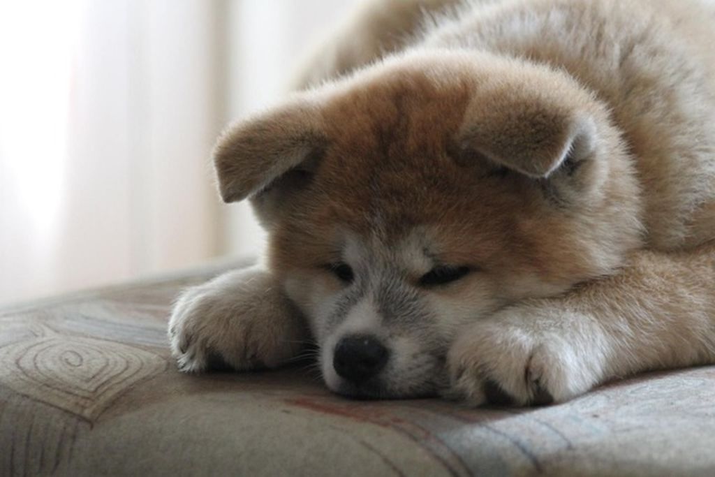 Chiot Akita