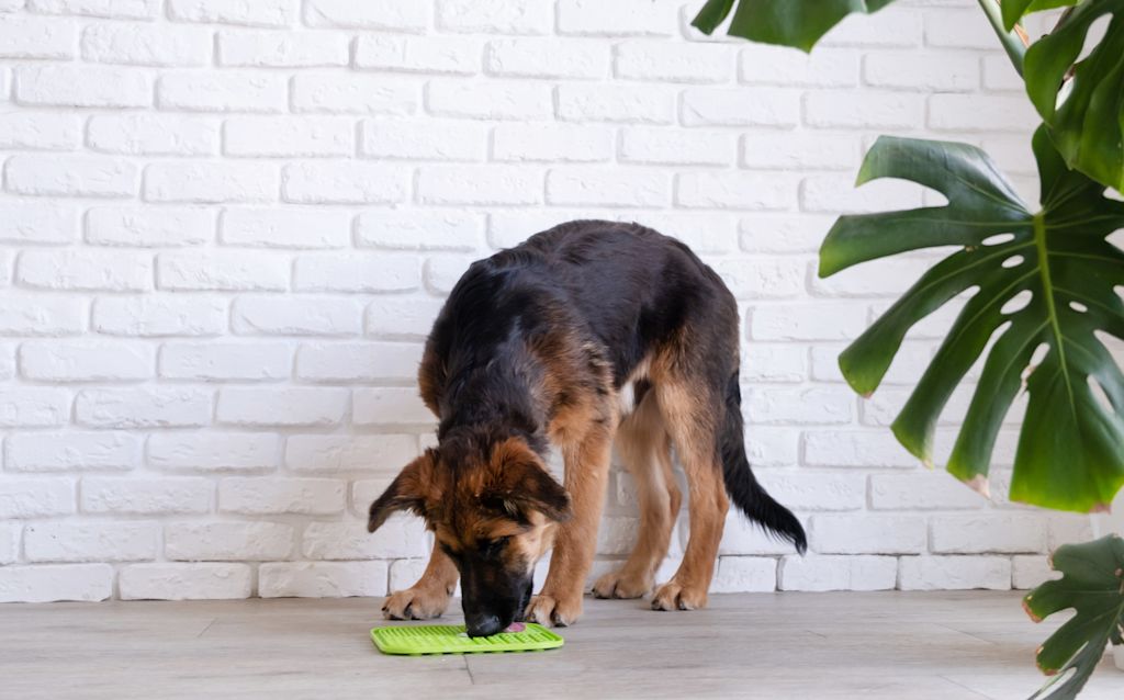 Chien et tapis de léchage