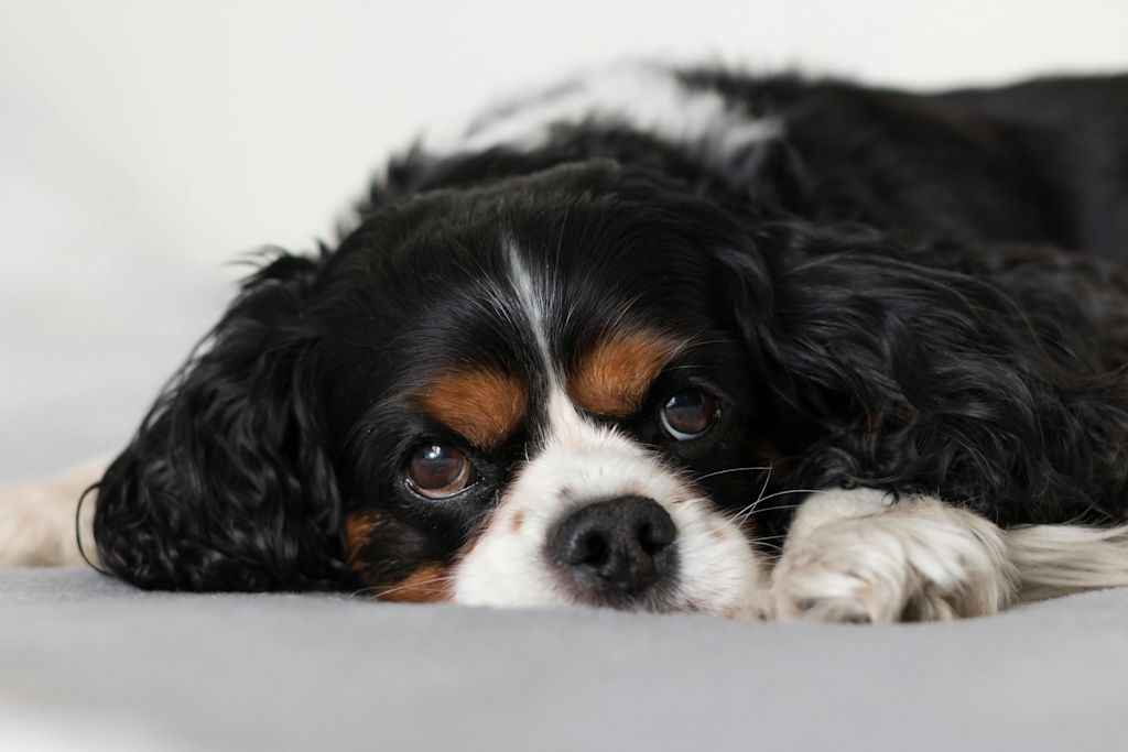 Cavalier King Charles