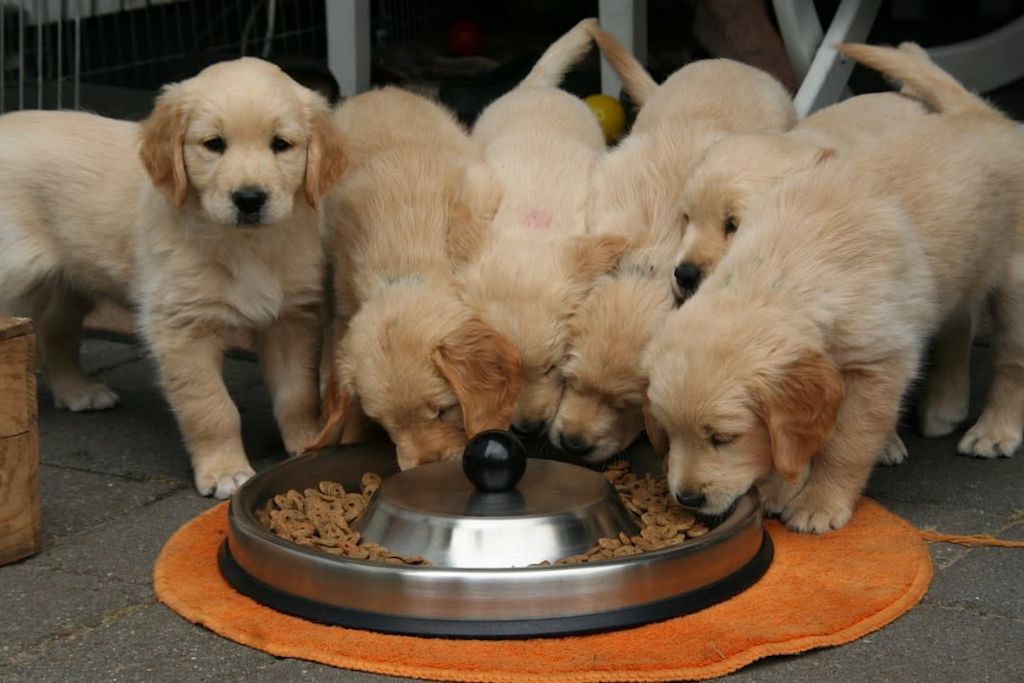 Chiots qui mangent