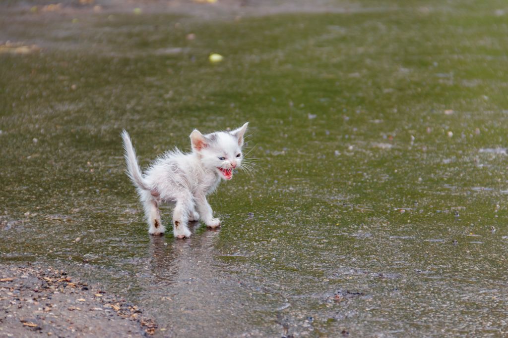 chaton mouille en detresse