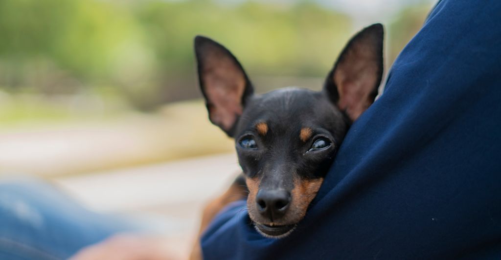 Pinscher Nain dans les bras