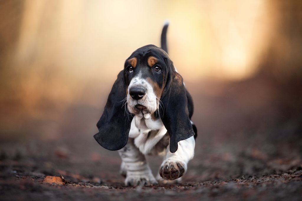Basset Hound nero