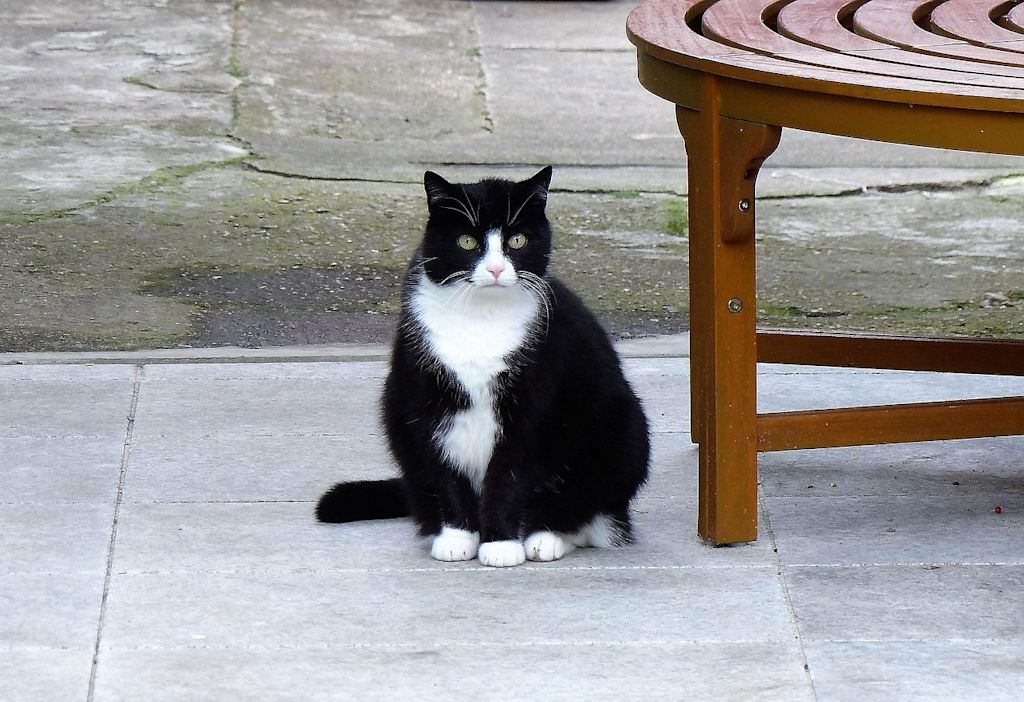 chat dehors demangeaisons