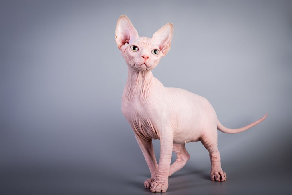 chaton Sphynx