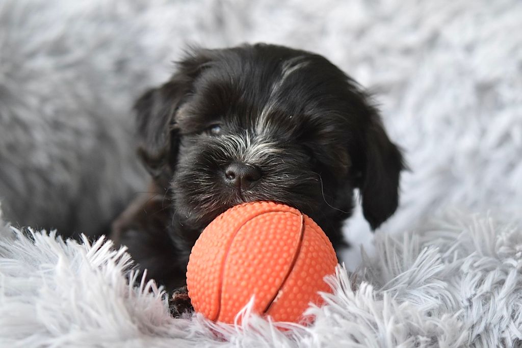 Chiot avec un jouet